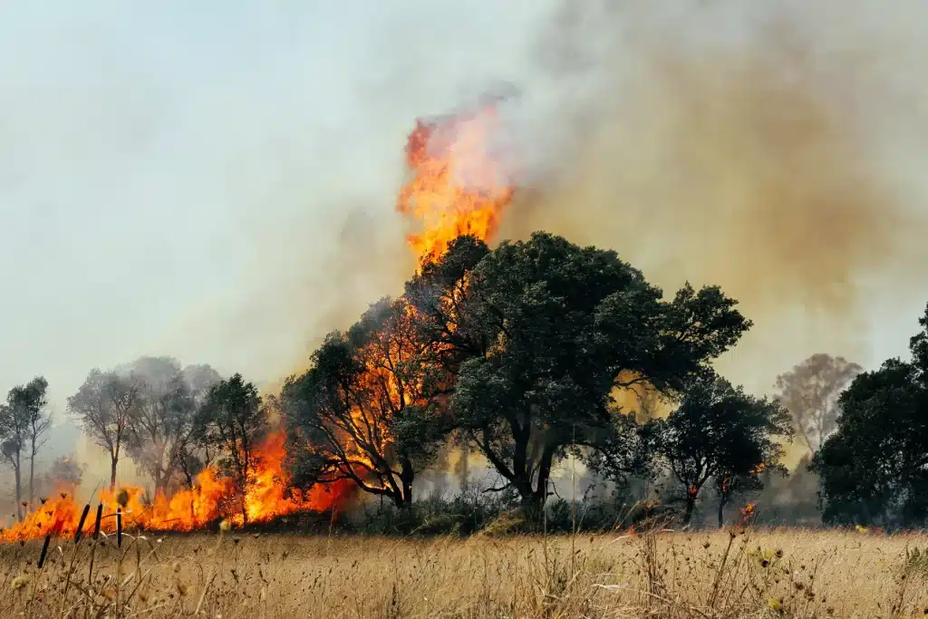 Los incendios forestales: ¿Son inevitables?